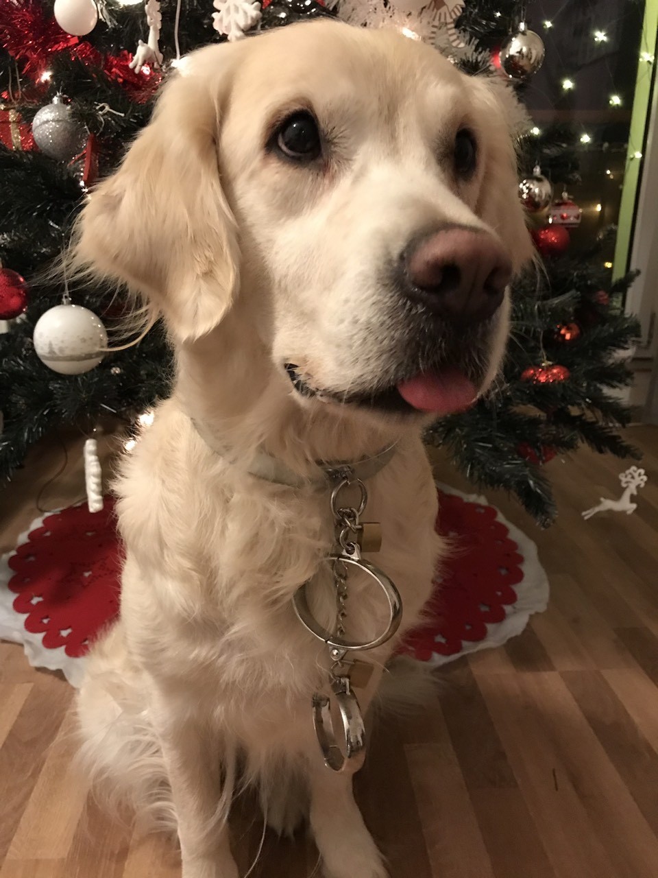Dafy cu guler Choker și cătușe Chained Love